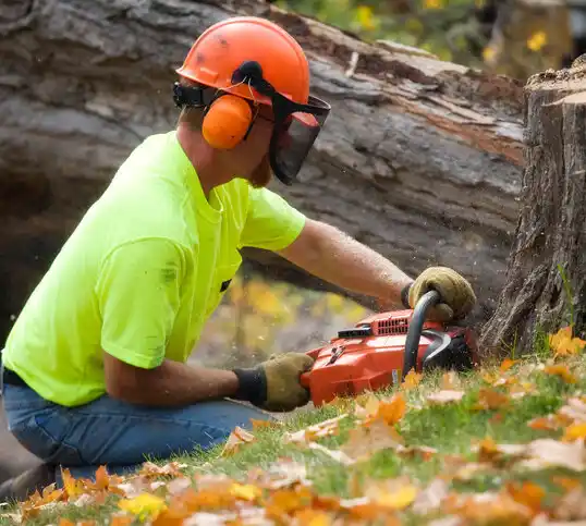 tree services Killdeer